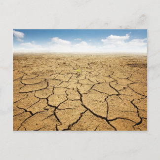 Cracked Desert Floor Postcard