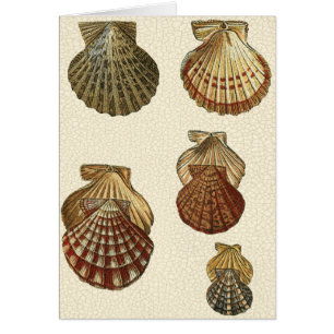 Crackled Antique Shells