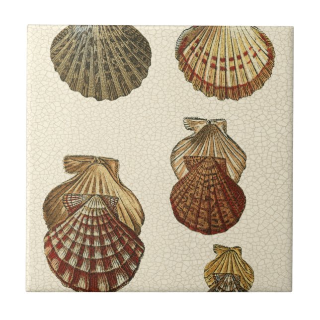 Crackled Antique Shells Ceramic Tile (Front)
