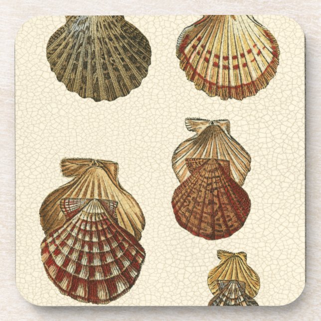 Crackled Antique Shells Coaster (Front)