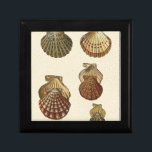 Crackled Antique Shells Gift Box<br><div class="desc">Artist Denis Diderot is talented and known for his great sea life images. In this vivid image, he captures four crackled Conch seashells in their most natural style. Conches are often crackled like these four seashells and in a sepia looking tone. Get your seashell product today and you can picture...</div>