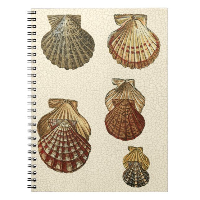 Crackled Antique Shells Notebook (Front)