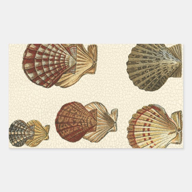 Crackled Antique Shells Rectangular Sticker (Front)