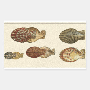 Crackled Antique Shells Rectangular Sticker