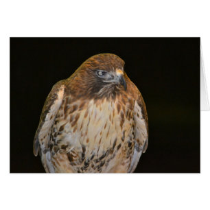 Crafty Hawk