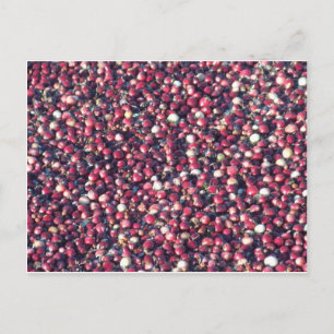 Cranberries Postcard