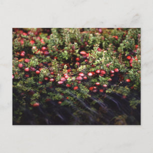 Cranberry Bog Postcard