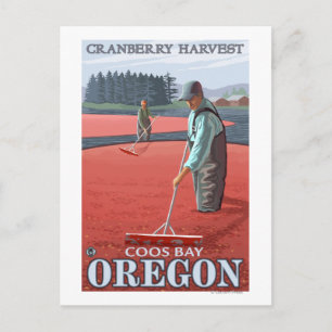 Cranberry Bogs Harvest - Coos Bay, Oregon Postcard