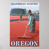 Cranberry Bogs Harvest