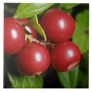 Cranberry Ceramic Tile