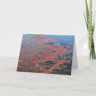 Cranberry Farm, Long Beach, Washington Card