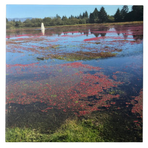 Cranberry Farm, Long Beach, Washington Ceramic Tile