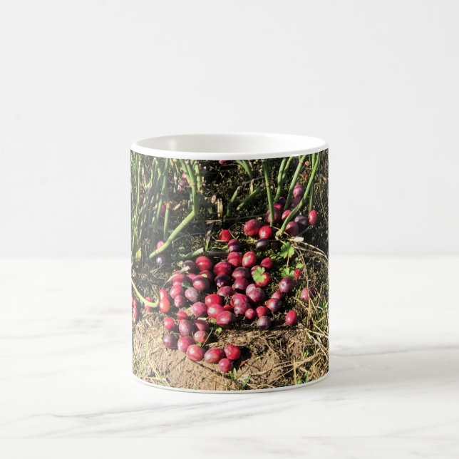 Cranberry Farm, Long Beach, Washington Coffee Mug (Center)