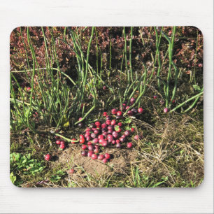 Cranberry Farm, Long Beach, Washington Mouse Pad