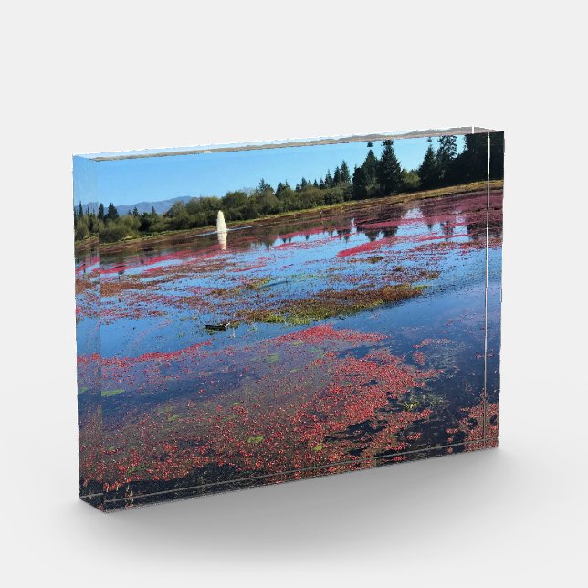 Cranberry Farm, Long Beach, Washington Photo Block (Left)