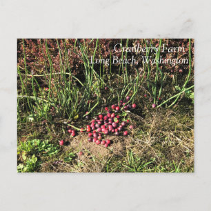 Cranberry Farm, Long Beach, Washington Postcard