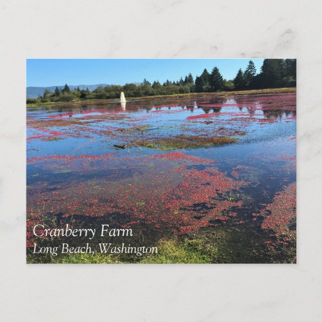 Cranberry Farm, Long Beach, Washington Postcard (Front)