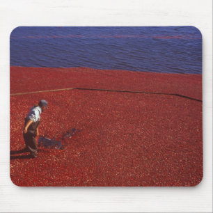 Cranberry Harvest, Middleboro, MA, USA Mouse Pad