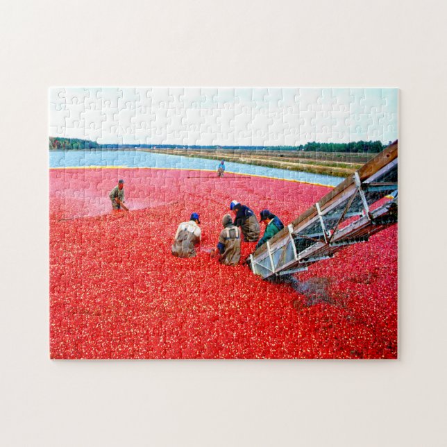 Cranberry Harvest New Jersey. Jigsaw Puzzle (Horizontal)