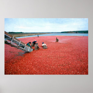 Cranberry harvest poster