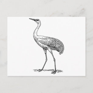 Crane Bird Drawing Postcard