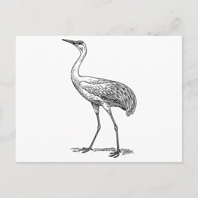 Crane Bird Drawing Postcard (Front)