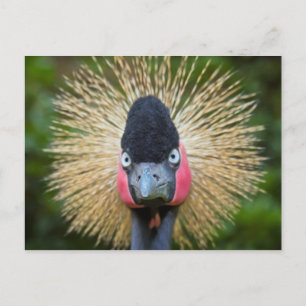 Crane bird portrait postcard