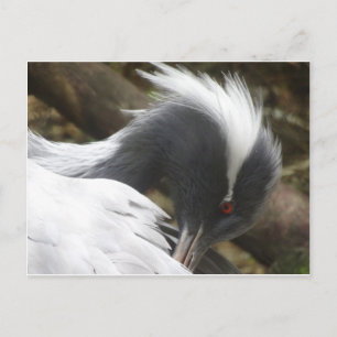 Crane Close up DIY Postcard