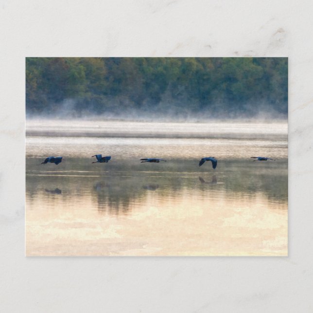 Crane Flight Painterly Postcard (Front)