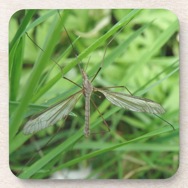 Crane Fly Cork Coaster (Front)