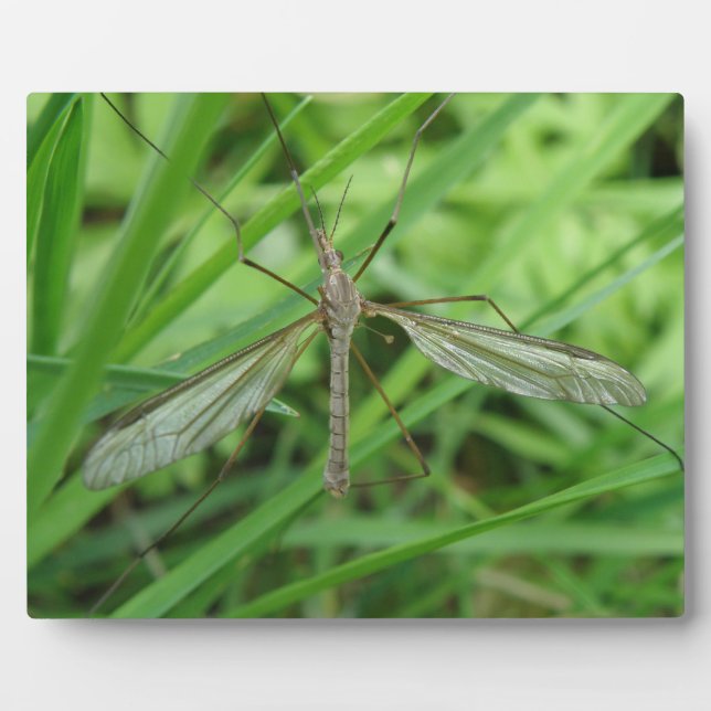 Crane Fly Plaque (Front)