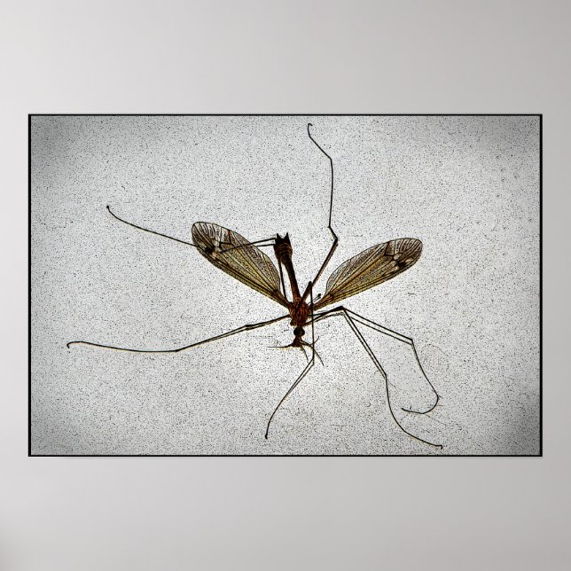 Crane Fly Poster (Front)