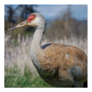 Crane View Poster