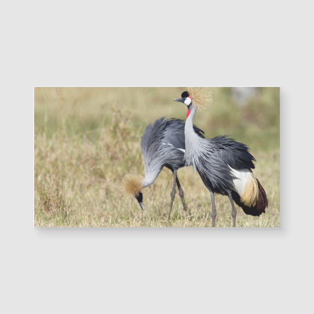 Cranes at Masai Mara (Front)