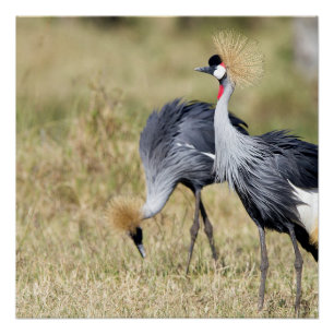Cranes at Masai Mara Poster
