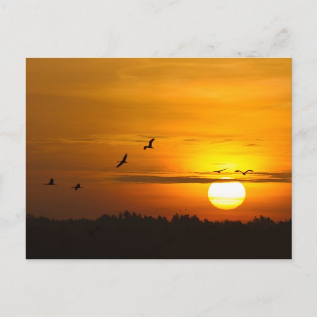 Cranes at sunrise postcard (Front)