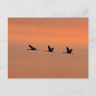 Cranes at sunrise postcard