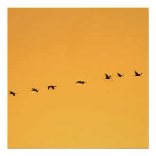 Cranes at sunrise poster