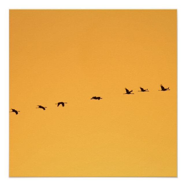 Cranes at sunrise poster (Front)