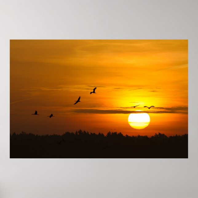 Cranes at sunrise poster (Front)