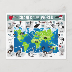 Cranes of the World Postcard