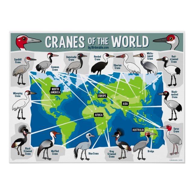 Cranes of the World Poster (Front)