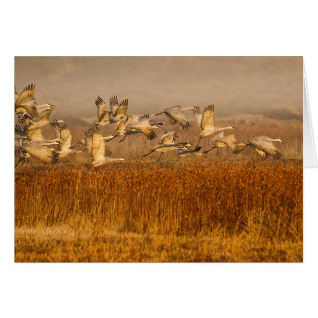 Cranes over golden field (Front Horizontal)