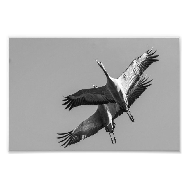 Cranes Photo Print (Front)