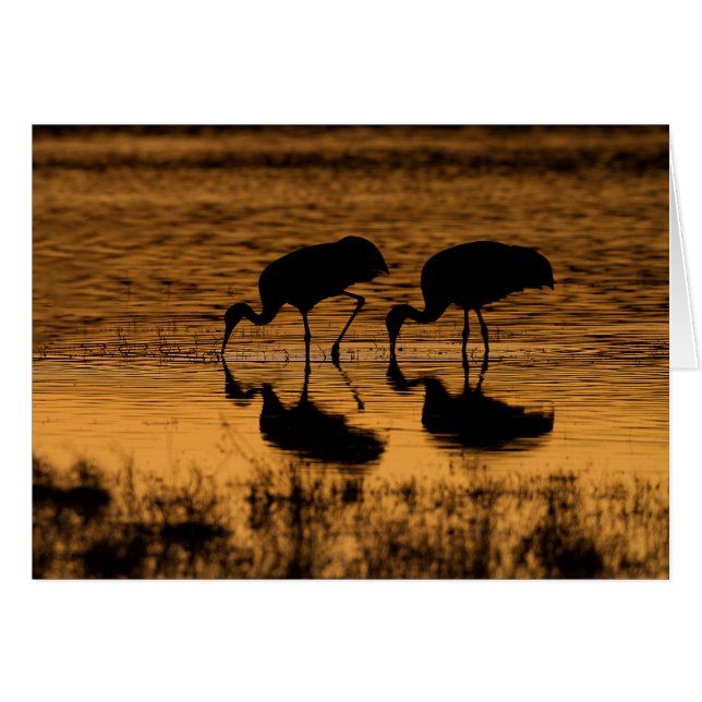 Cranes Silhouetted by the Sunset (Front Horizontal)