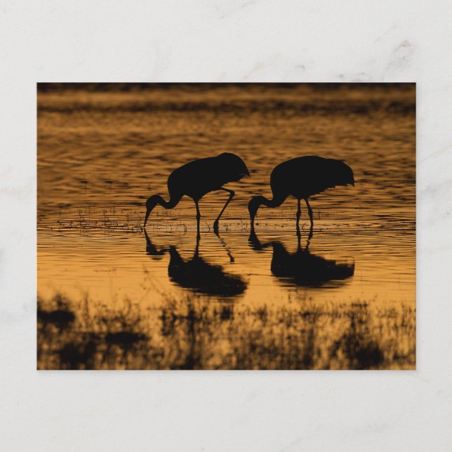 Cranes Silhouetted by the Sunset Postcard (Front)