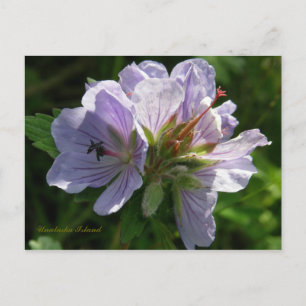 Cranesbill Geraniums, Unalaska Island Postcard