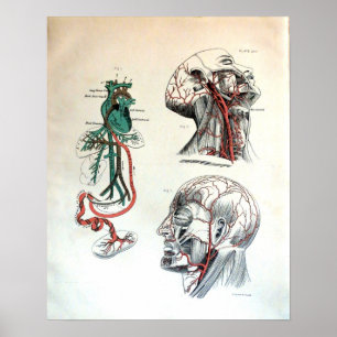 Cranial Circulatory System Poster