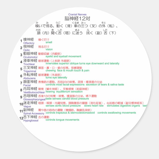 Cranial Nerves japanese 12 Classic Round Sticker (Front)
