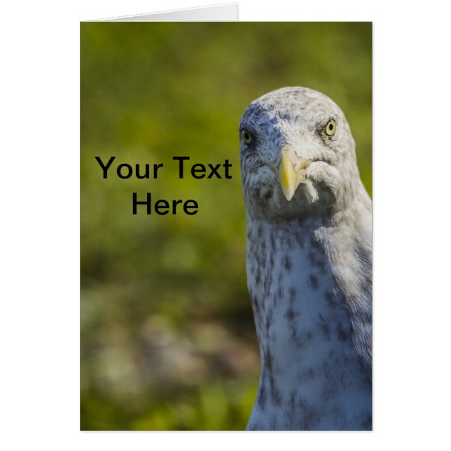 Cranky Old Seagull (Add Your Own Text) (Front)